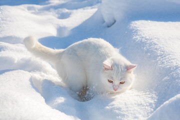 cat in snow on a foggy winter morning