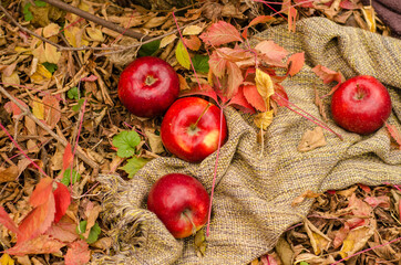 Autumn composition - red ripe apples laying on ground and sackcloth with falling leaves around 