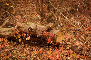 Autumn wood - forest nature composition with fallen tree and autumn leaves laying on ground - fall season outdoor wallpaper background