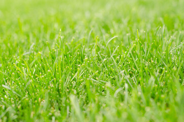 Green grass close-up texture - fresh garden lawn plants with depth of field