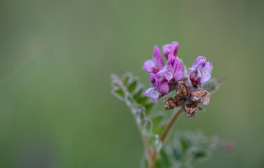 Photo of beautiful common vetch. Photo taken in Photo taken in Ireland. Co Louth