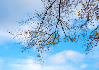 Autumn leaves againt blue sky
