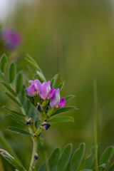 Photo of beautiful common vetch. Photo taken in Photo taken in Ireland. Co Louth