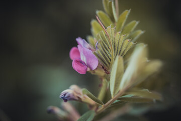Photo of beautiful common vetch. Photo taken in Photo taken in Ireland. Co Louth