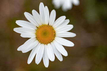 Photo of Ox eye daisy. Photo taken in Co Louth