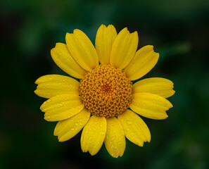 Close up photo of beautiful yellow Corn Marigold. Photo taken in Co Louth. Ireland.