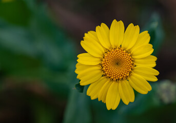 Close up photo of beautiful yellow Corn Marigold. Photo taken in Co Louth. Ireland.