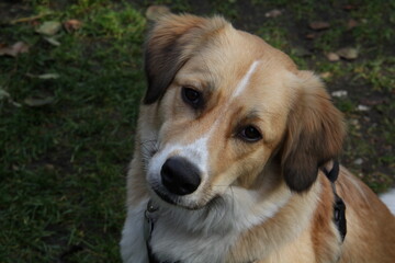 hund