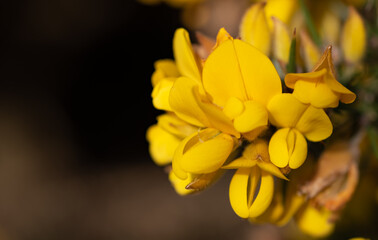 Obraz premium Whether you know it as Gorse, Furze or Whin, this must be our most remarkable native shrub. Throughout the year, the rich yellow peaflowers seem to light up the Irish landscape