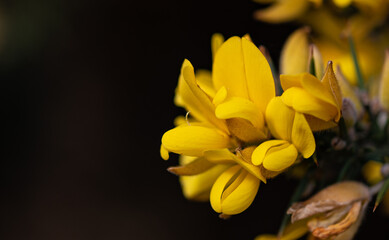 Obraz premium Whether you know it as Gorse, Furze or Whin, this must be our most remarkable native shrub. Throughout the year, the rich yellow peaflowers seem to light up the Irish landscape