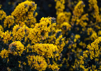 Whether you know it as Gorse, Furze or Whin, this must be our most remarkable native shrub. Throughout the year, the rich yellow peaflowers seem to light up the Irish landscape