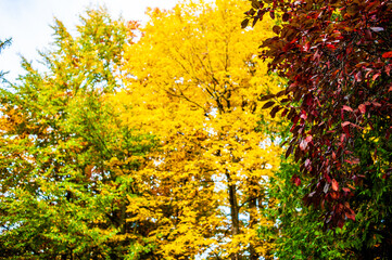 Autumn Leaves Trees Yellow background