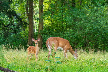 Baby deer fawn and mother deer doe grazing in field near forest