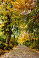 Autumn Leaves Trees Yellow background