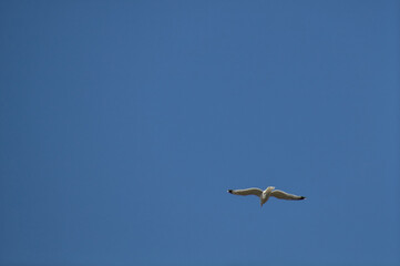 bird in the sky
