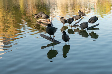 birdson on a branch near the blisters