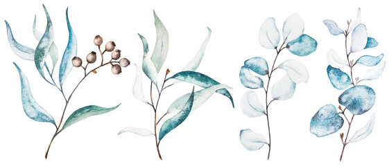 Watercolor illustration set. Eucalyptus, olive, green leaves