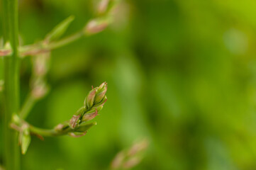 Blooming Adam's Needle bud on the green blurry background with copy space. Yucca Filamentosa.