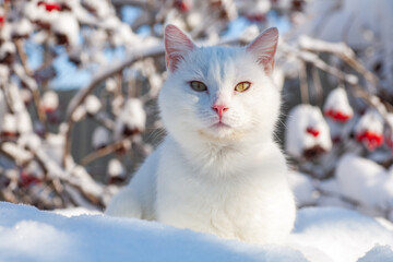 cat in snow on a foggy winter morning