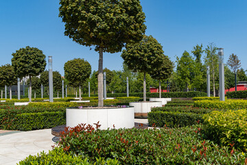 Maple alley in French garden. Wooden round benches around maples. City practice Krasnoadr or...