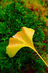 ginkgoblatt im moos