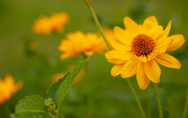 Yellow blooming Coneflower on blurred summer meadow background. Rudbeckia.