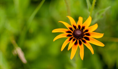 Yellow-brown blooming Coneflower on blurred green background with copy space. Rudbeckia.