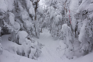積雪した樹林帯の登山道