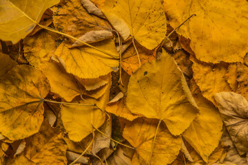 autumn leaves background