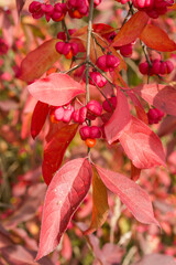 Pfaffenhütchen im Herbst