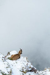 young ibex at a steep ridge in snow in  Chablais Valaisan