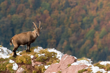 Naklejka na ściany i meble beautiful male ibex overlooking autumn forest in Chablais Valaisan