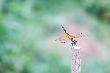 Yellow dragonfly perched on a stick in the garden.