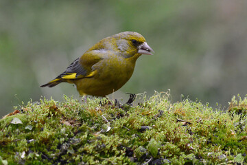 European Greenfinch (Chloris chloris) in Sierra Morena (Spain)