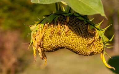 Ripe yellow Sunflower on a blurred autumn background. Helianthus.