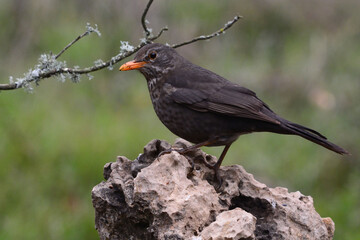 Female Common Blackbird (Turdus merula) in Sierra Morena (Spain)