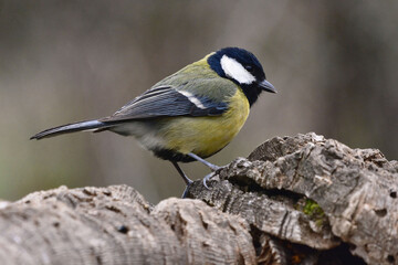 Obraz premium Great Tit (Parus major) in Sierra Morena (Spain)