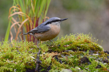 Eurasian Nuthatch (Sitta europaea) in Sierra Morena (Spain)