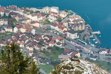 chamois high above St-Gingolph
