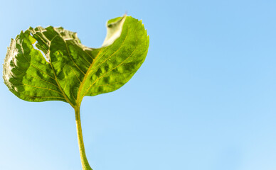 Sunflower leaf against a blue sunny sky background with copy space. Helianthus.
