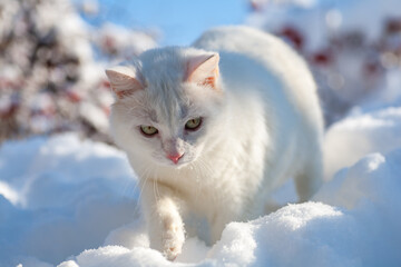 cat in snow on a foggy winter morning