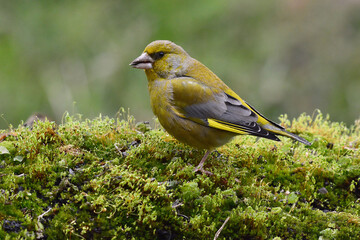 European Greenfinch (Chloris chloris) in Sierra Morena (Spain)