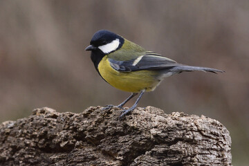 Great Tit (Parus major) in Sierra Morena (Spain)