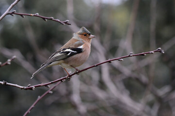 Male Common Chaffinch (Fringilla coelebs) in Sierra Morena (Spain)