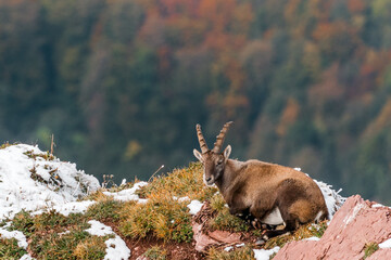 beautiful ibex lying on a ridge with autumn forest in Chablais Valaisan