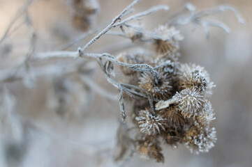 Macro photos of dried flowers in the winter.