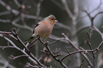 Male Common Chaffinch (Fringilla coelebs) in Sierra Morena (Spain)