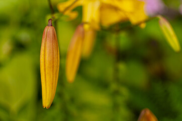 Yellow-orange Tiger Lilly bud on a floral blurred background with space for text. Lilium lancifolium, Lilium tigrinum.