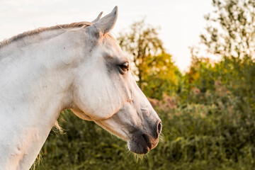 Naklejka na ściany i meble Beautiful white Andalusian horse 