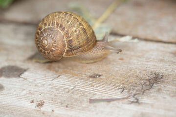 Patterned brown and tan garden snail exploring a wood panel